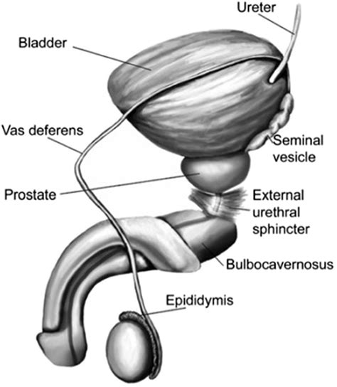 cock picture|Penis: Anatomy, Picture, Erection, and Ejaculation